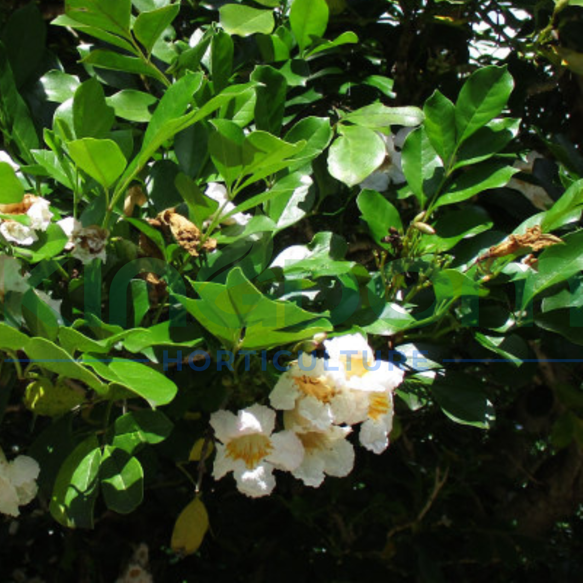 Kingdom Horticulture