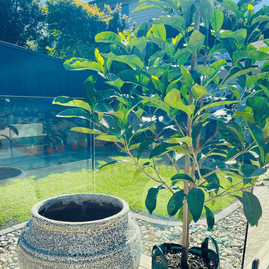 Kingdom Horticulture