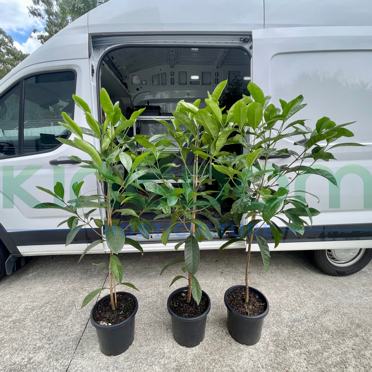 Randia fitzalanii 'Native Gardenia' Kingdom Horticulture