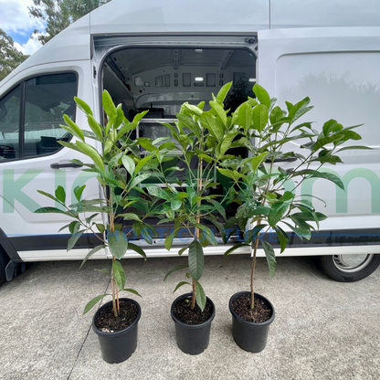 Randia fitzalanii 'Native Gardenia'
