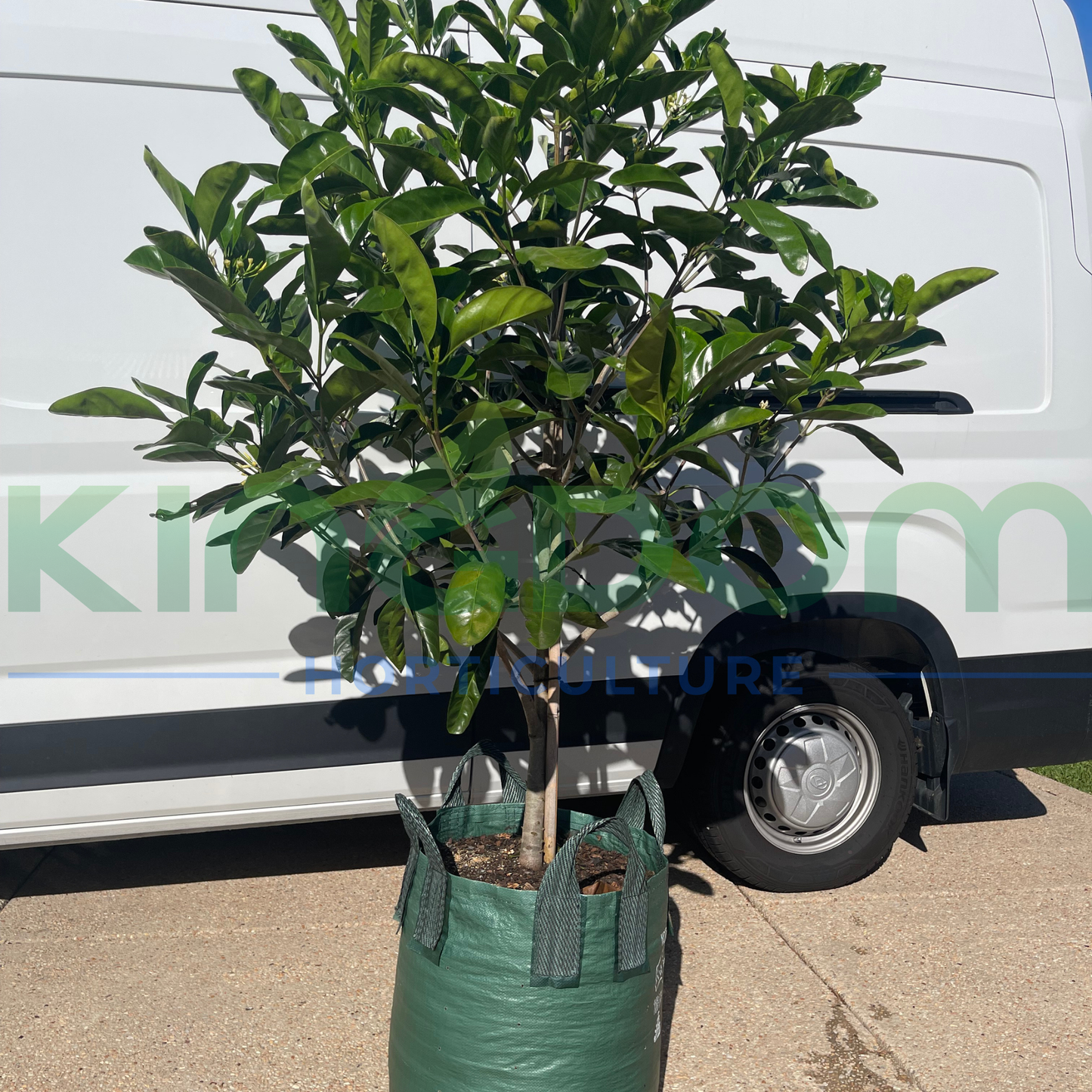 Randia fitzalanii 'Native Gardenia' Kingdom Horticulture