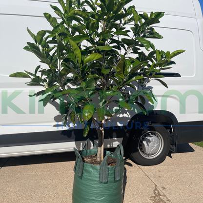 Randia fitzalanii 'Native Gardenia'