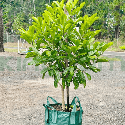 Randia fitzalanii 'Native Gardenia' | Multiple Sizes - Kingdom Horticulture Kingdom Horticulture