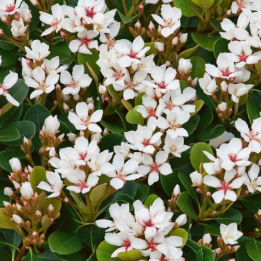 Rhaphiolepis indica 'Snow Maiden' Kingdom Horticulture