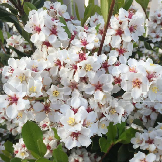 Rhaphiolepis indica 'Minikins' | Dwarf Kingdom Horticulture