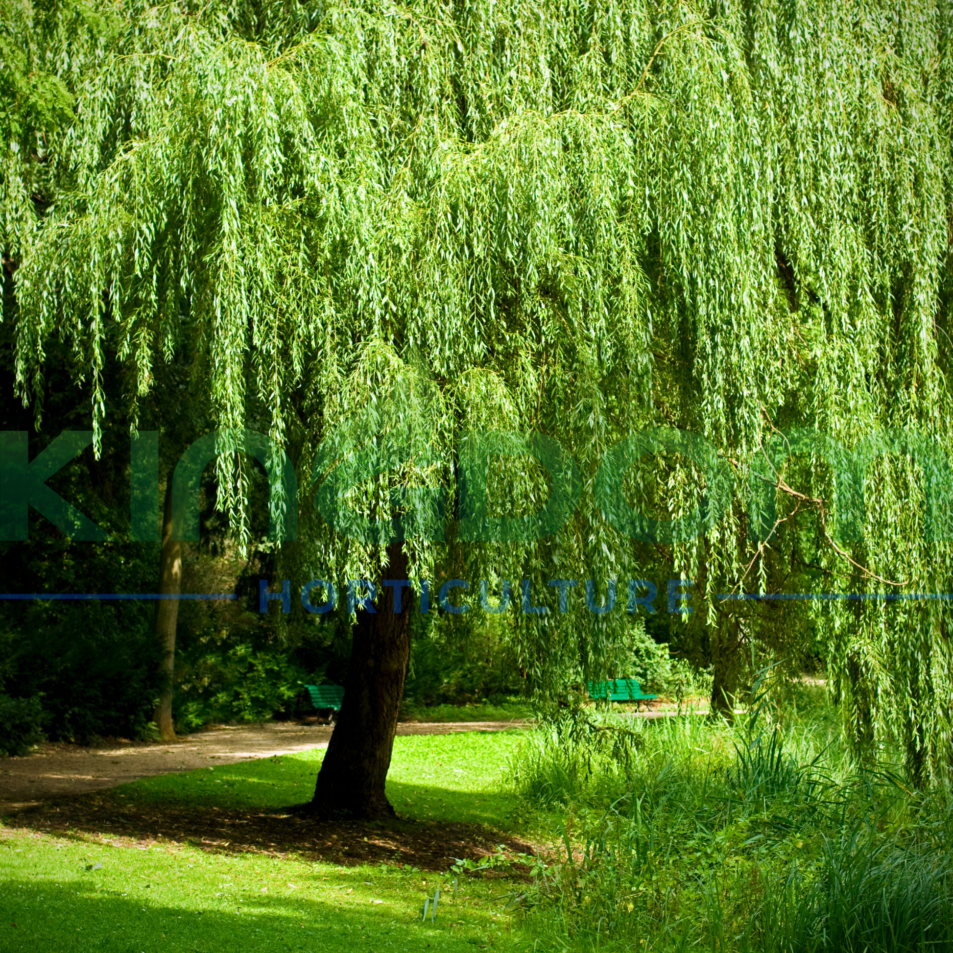 Kingdom Horticulture