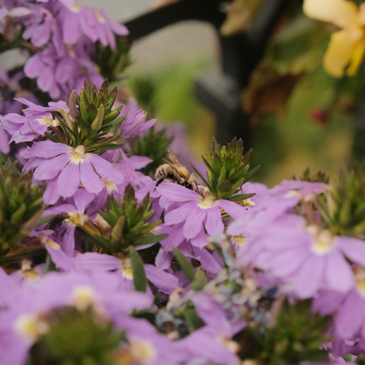 Scaevola aemula 'Mauve Clusters' Kingdom Horticulture