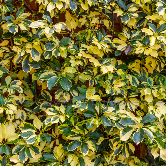 Schefflera arboricola "Madame De Smet" Kingdom Horticulture