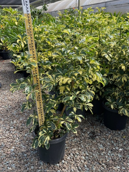 Schefflera arboricola "Madame De Smet" | Multiple Sizes Kingdom Horticulture