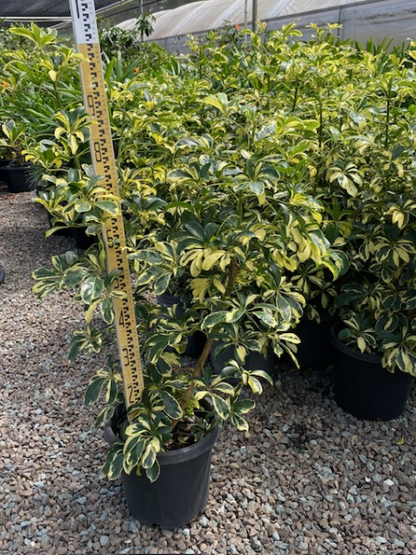 Schefflera arboricola "Madame De Smet" | Multiple Sizes