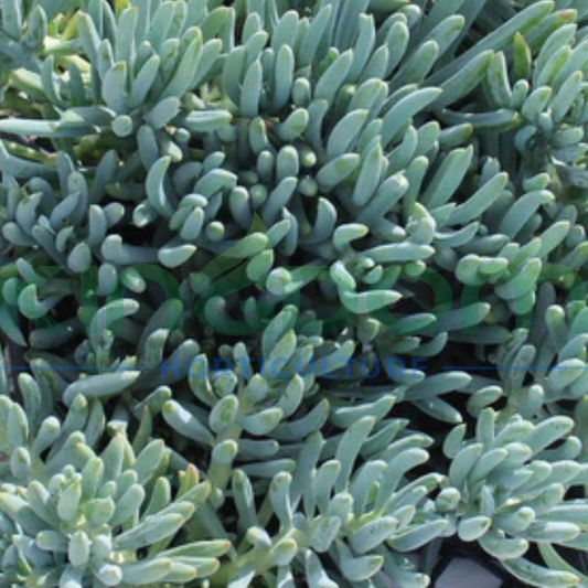 Senecio serpens 'Dwarf Chalksticks' Kingdom Horticulture
