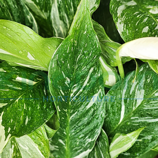 Spathiphyllum ‘Domino’ Kingdom Horticulture