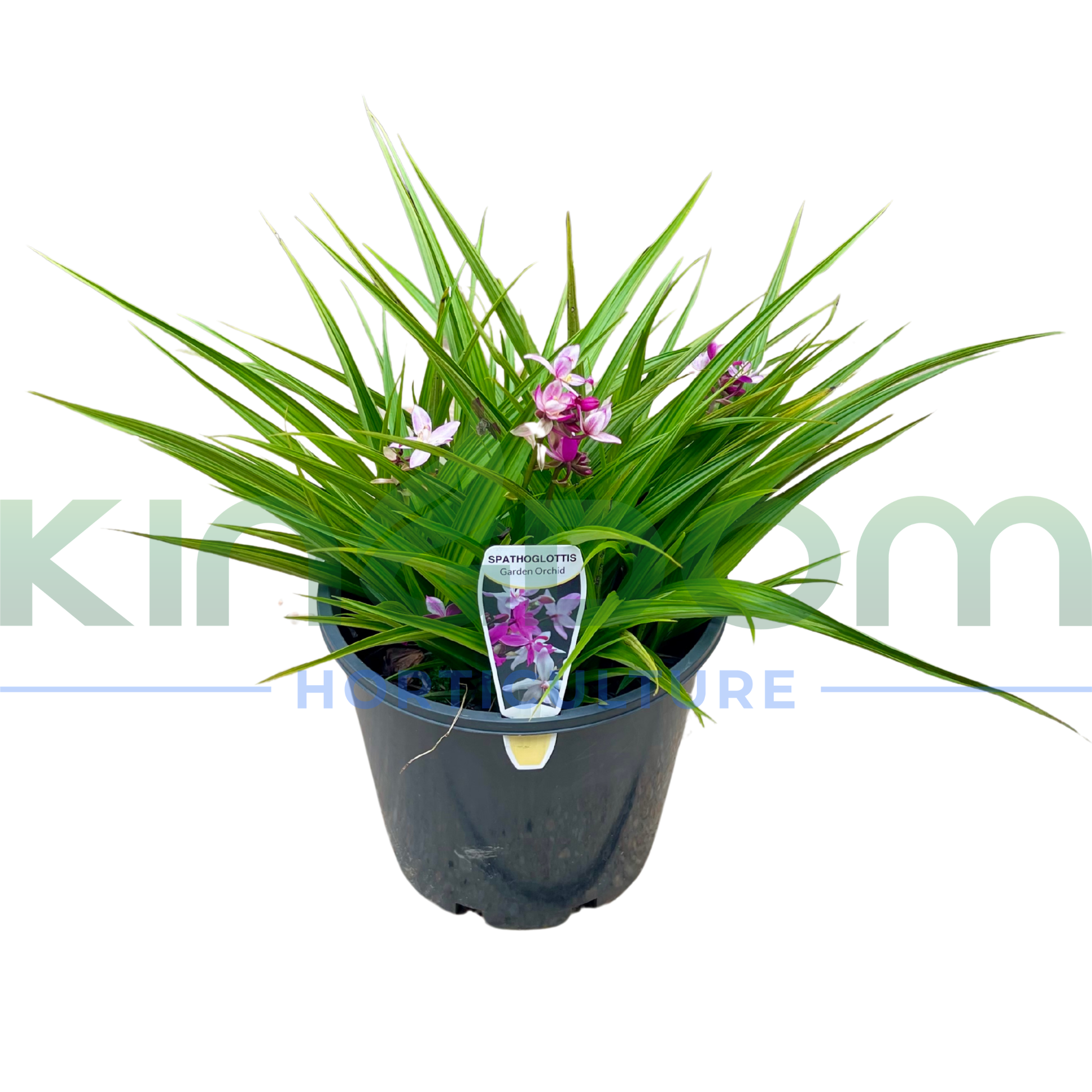 Kingdom Horticulture