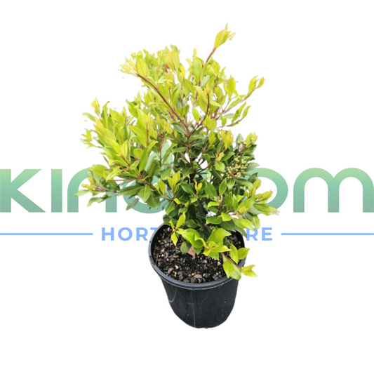 Metrosideros collina 'Little Dugald' | Multiple Sizes Kingdom Horticulture