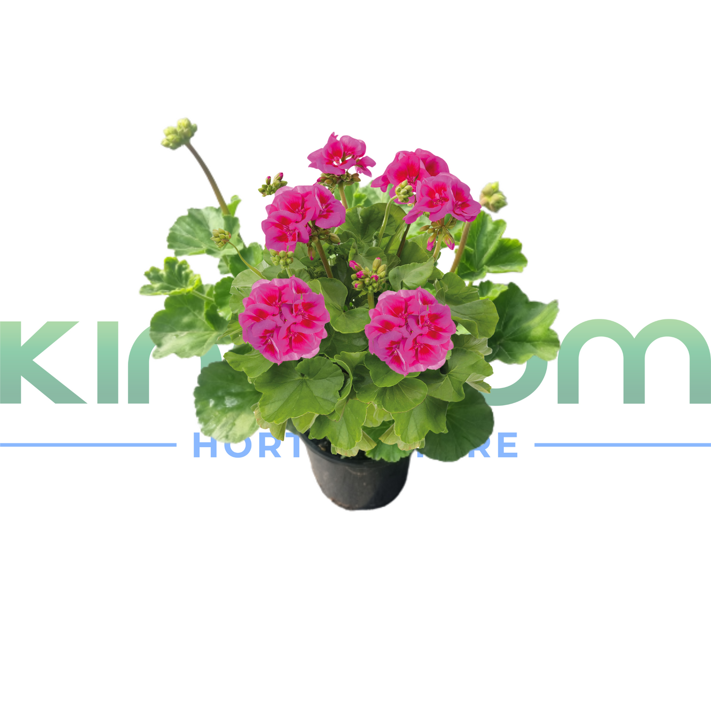 Geranium calliope "Big Lavender Splash" 140mm Kingdom Horticulture