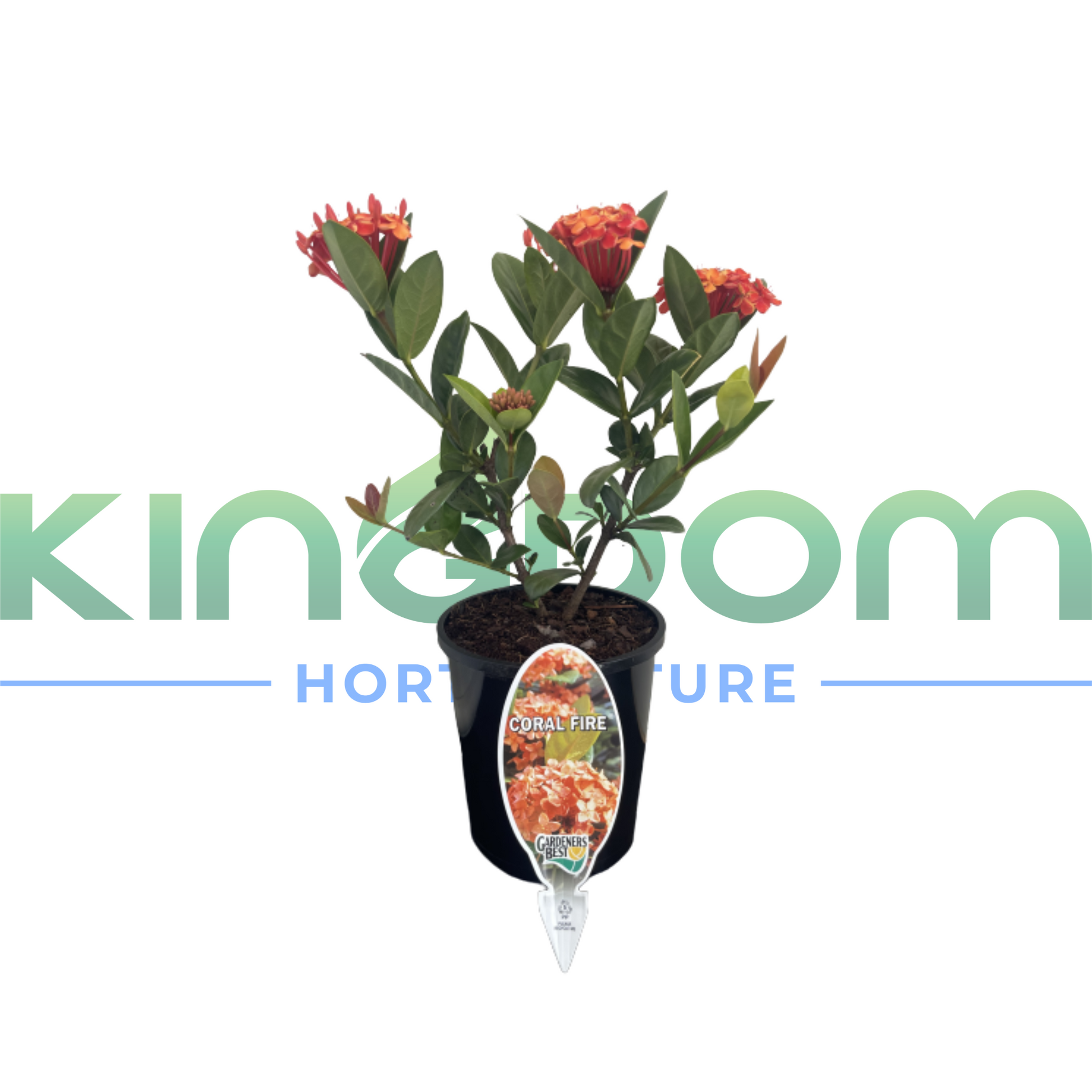 Kingdom Horticulture