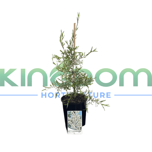 Leptospermum hybrida 'Lemon Frost' 200mm - Kingdom Horticulture Kingdom Horticulture