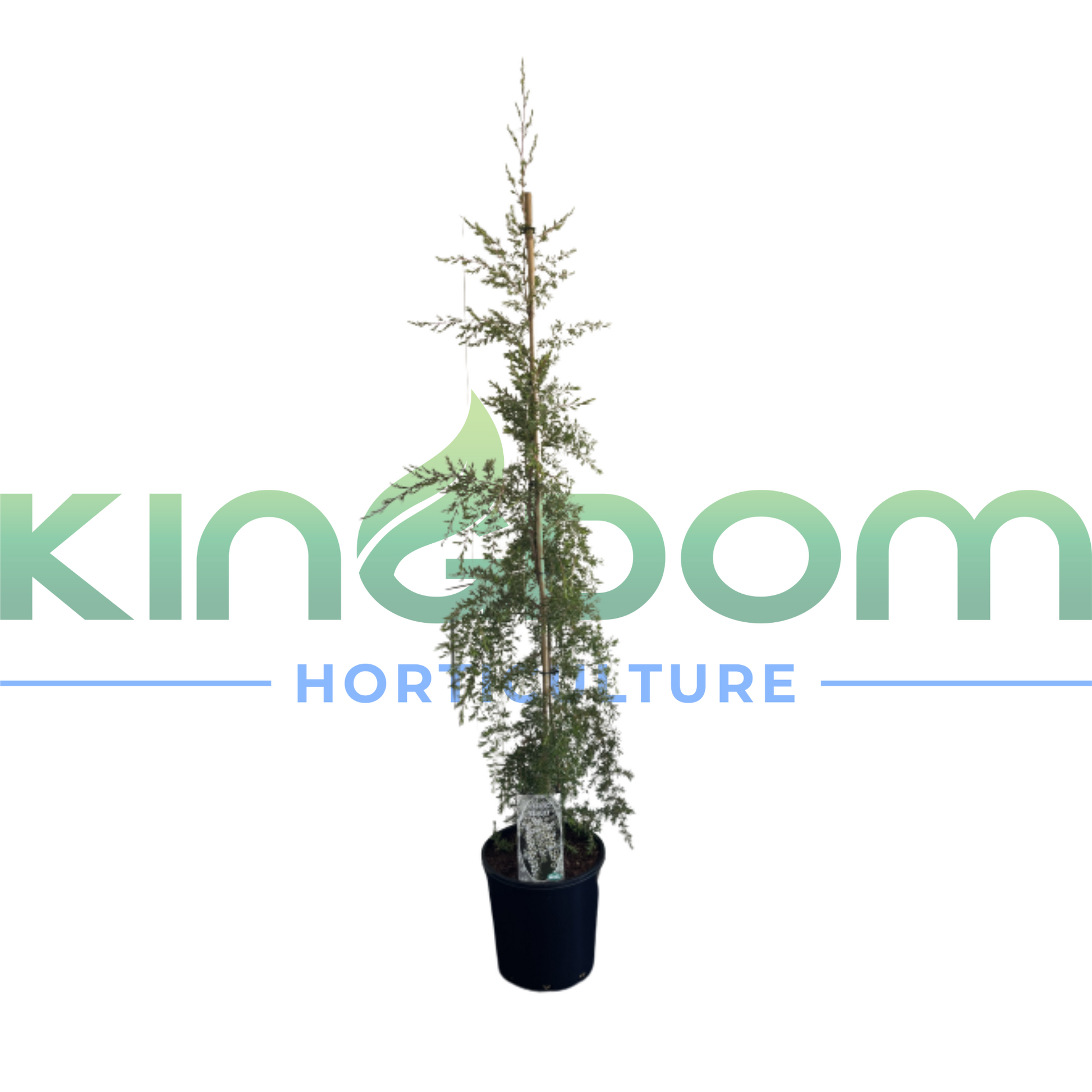 Kingdom Horticulture