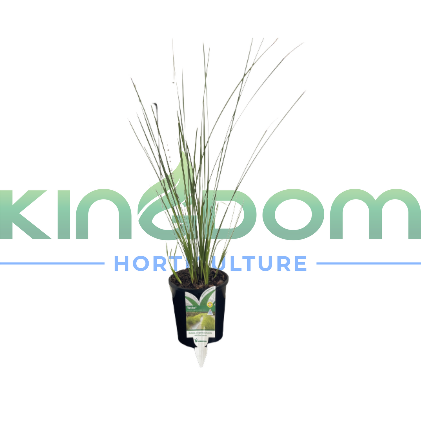 Lomandra longifolia 'Tanika' 140mm Kingdom Horticulture