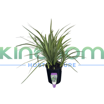 Liriope muscari 'Evergreen Giant' 140mm