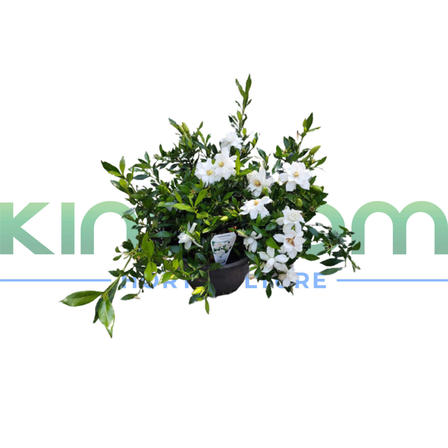 Gardenia augusta 'Radicans' | Multiple Sizes Kingdom Horticulture