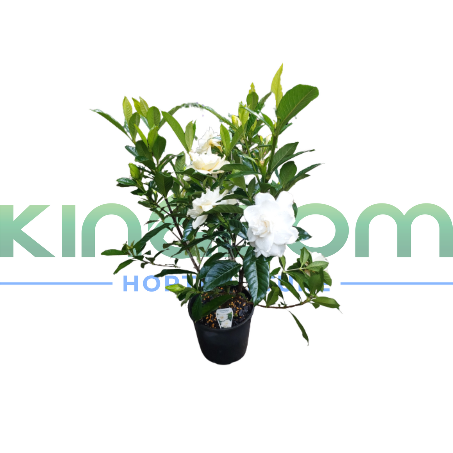 Gardenia augusta 'Magnifica' | Multiple Sizes Kingdom Horticulture