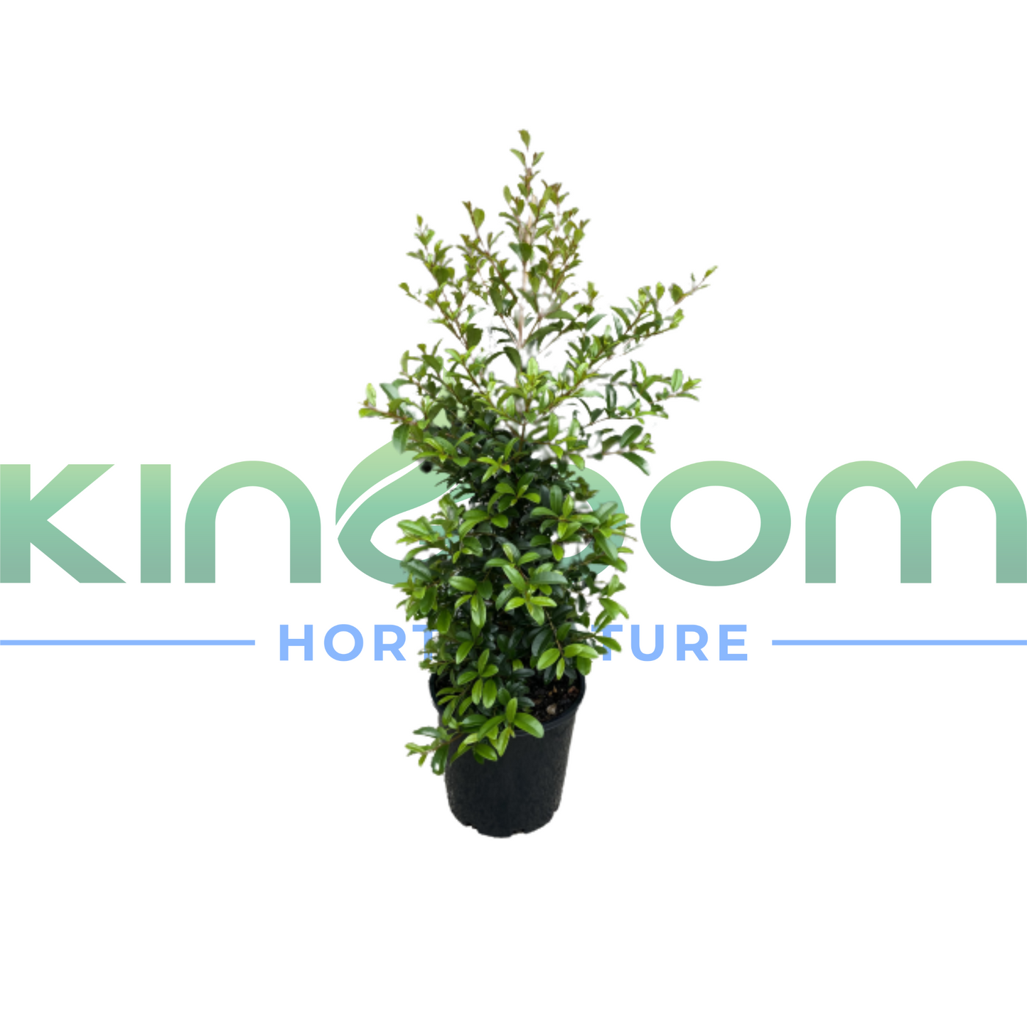 Syzygium australe 'Straight and Narrow™' | Multiple Sizes Kingdom Horticulture