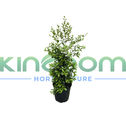 Syzygium australe 'Straight and Narrow™' | Multiple Sizes - Kingdom Horticulture