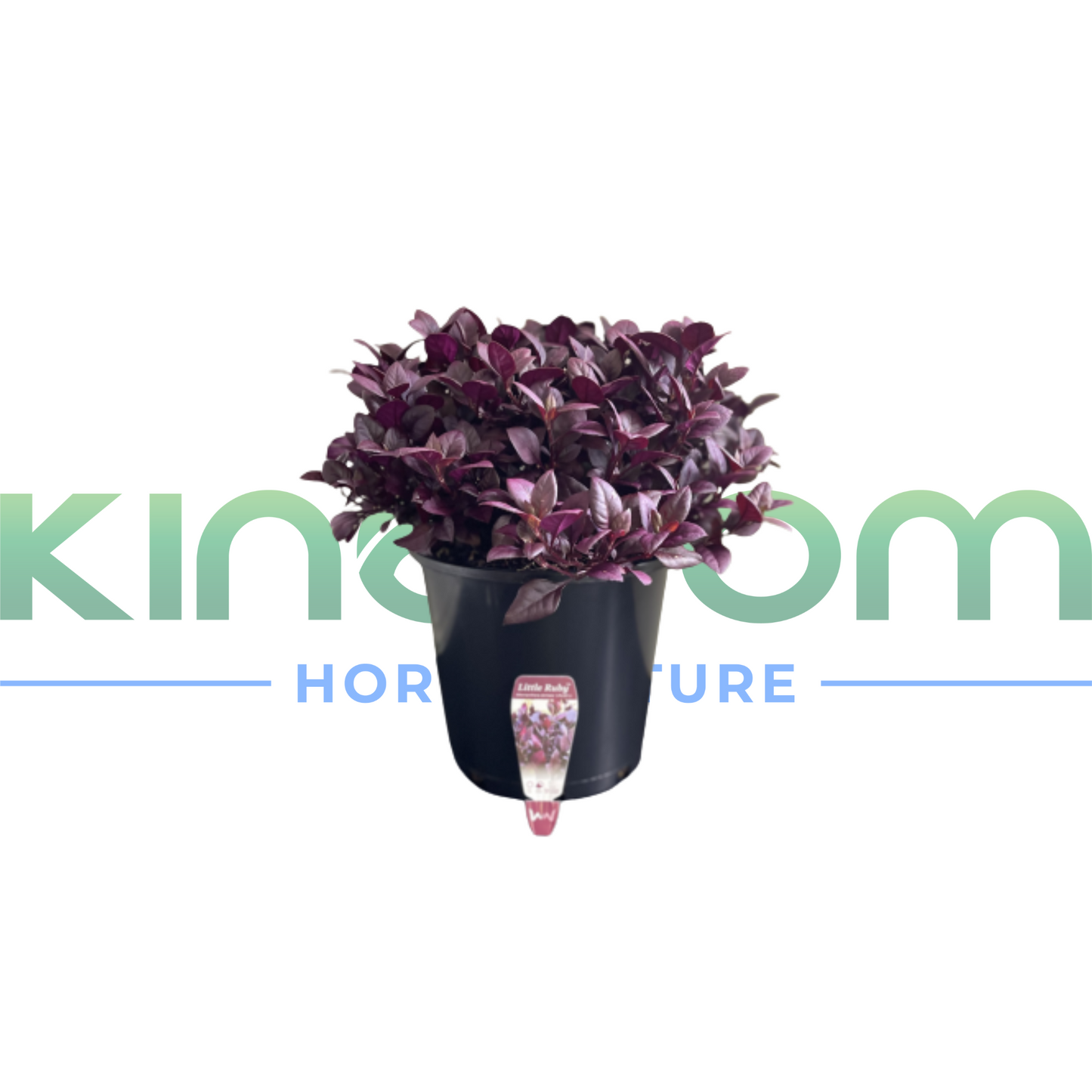 Alternanthera dentata 'LITTLE RUBY™' | Multiple Sizes Kingdom Horticulture