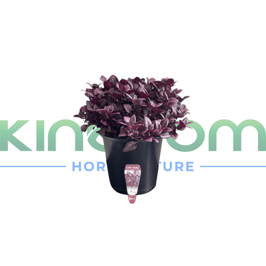 Alternanthera dentata 'LITTLE RUBY™' | Multiple Sizes - Kingdom Horticulture Kingdom Horticulture