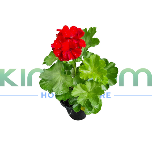 Geranium calliope "Big Red" 140mm Kingdom Horticulture