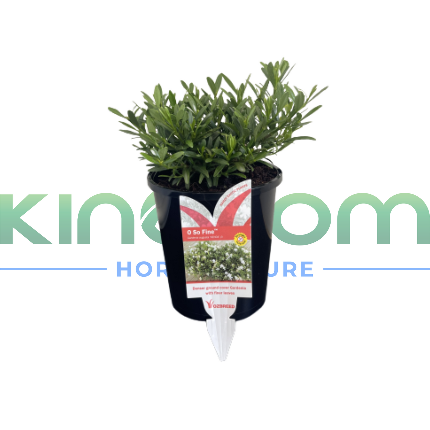 Gardenia augusta 'O SO FINE™' | Multiple Sizes Kingdom Horticulture