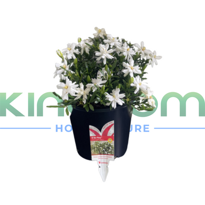 Gardenia augusta 'O SO FINE™' | Multiple Sizes