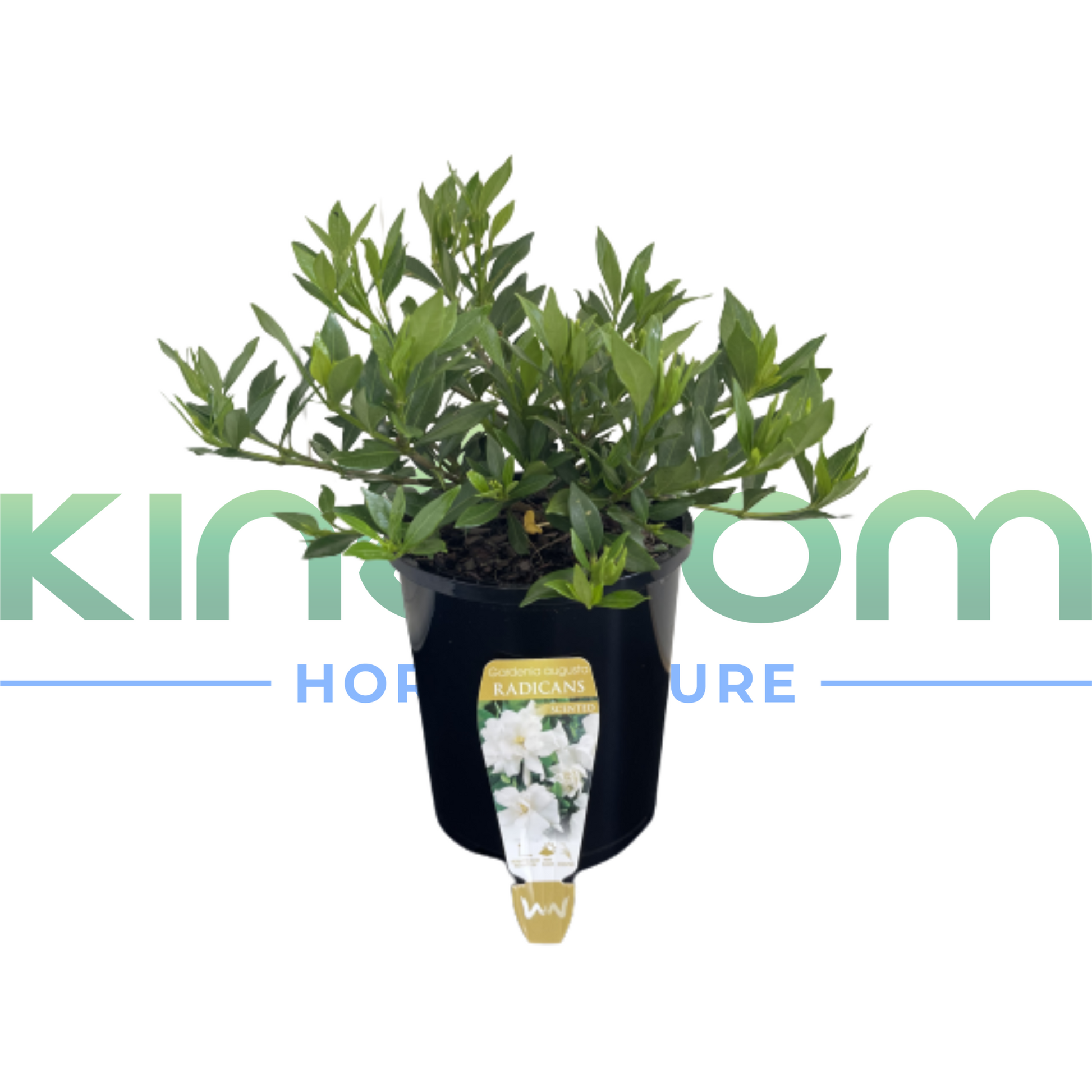 Kingdom Horticulture