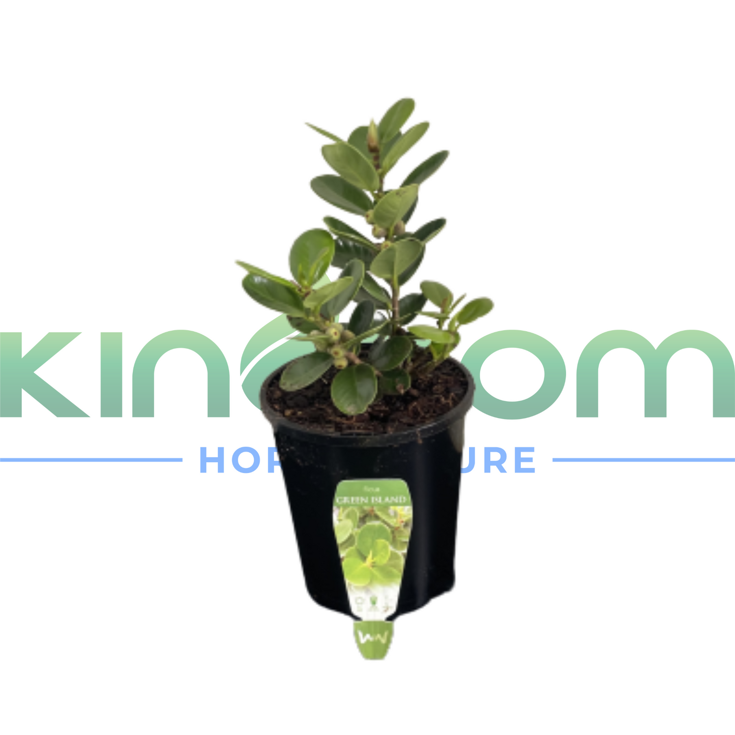 Ficus microcarpa 'Green Island' | Multiple Sizes Kingdom Horticulture