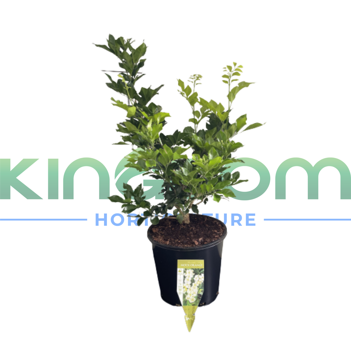 Murraya paniculata 'Orange Jasmine' | Multiple Sizes Kingdom Horticulture