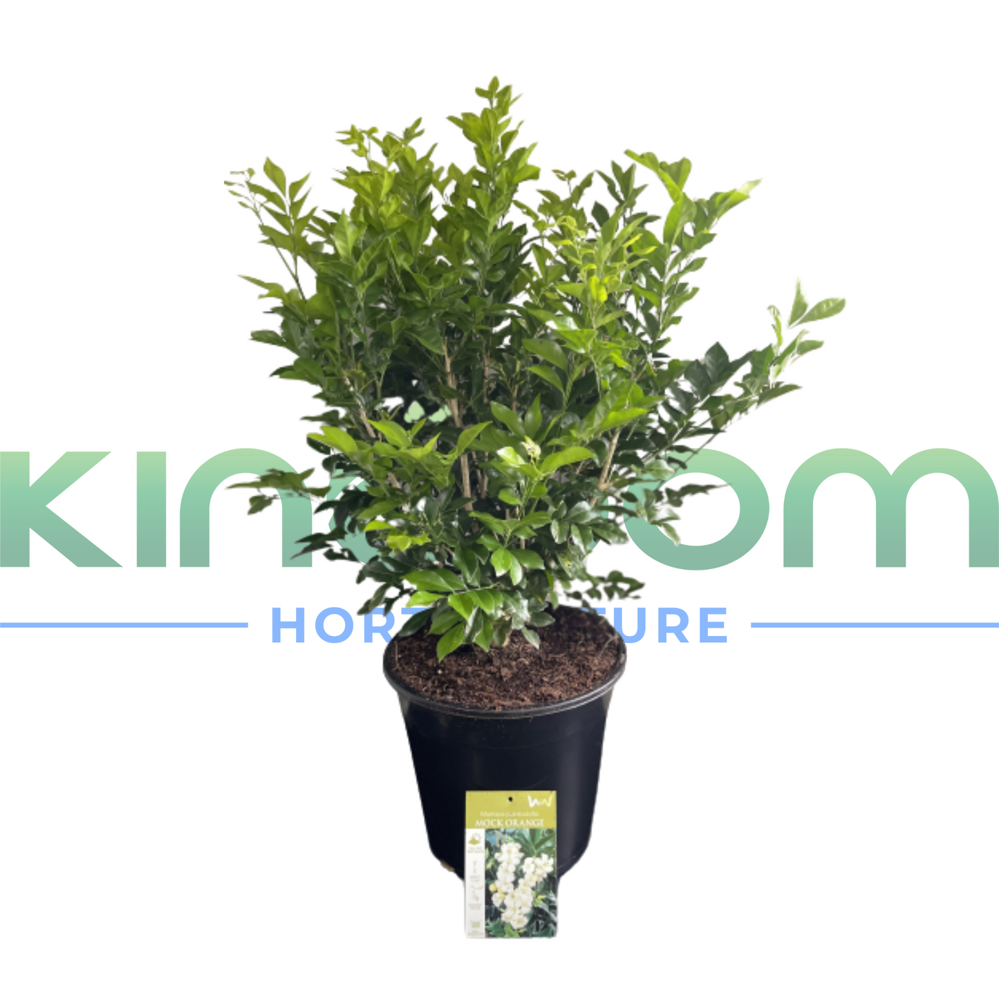 Murraya paniculata 'Orange Jasmine' | Multiple Sizes Kingdom Horticulture