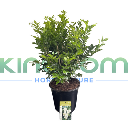 Murraya paniculata 'Orange Jasmine' | Multiple Sizes