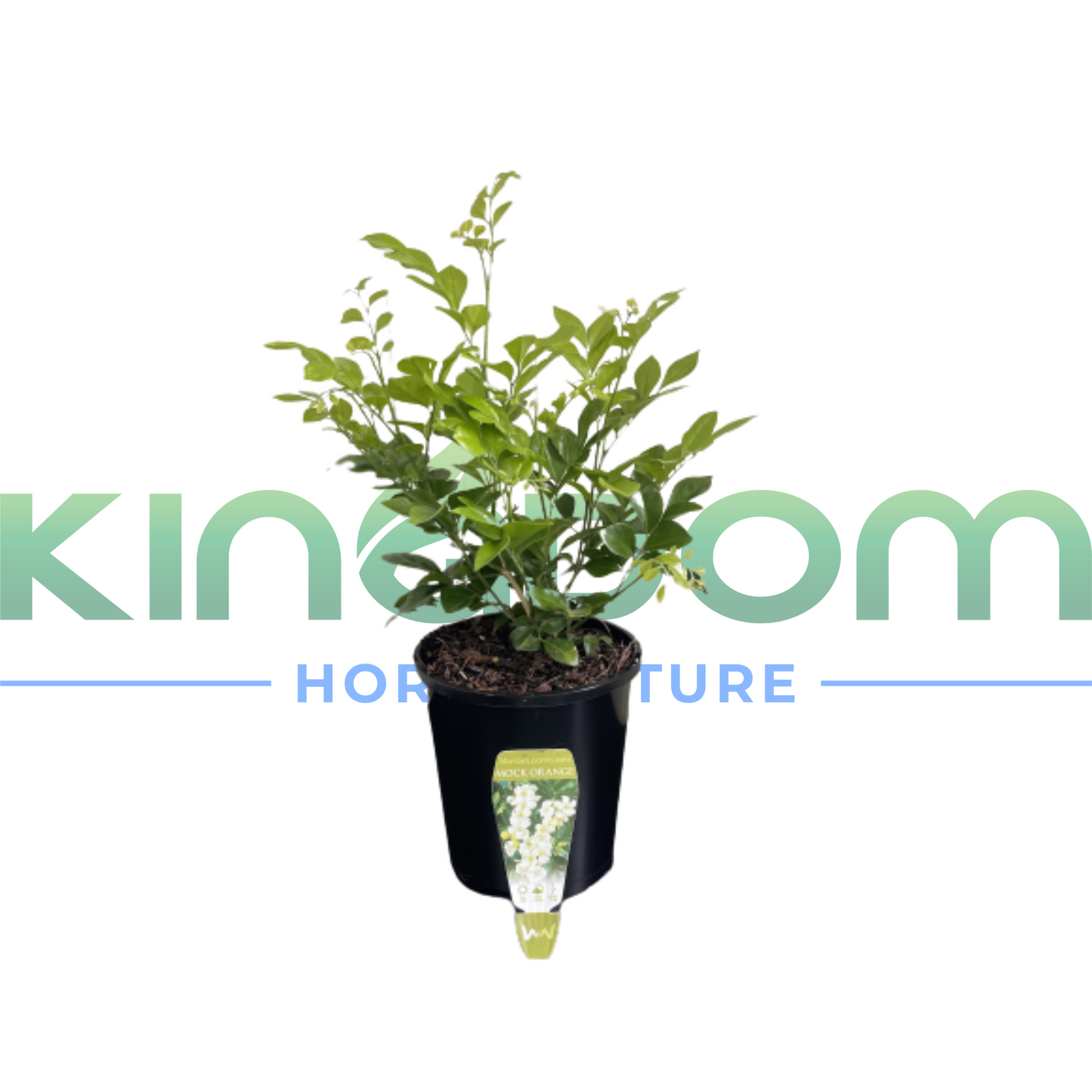 Murraya paniculata 'Orange Jasmine' | Multiple Sizes Kingdom Horticulture