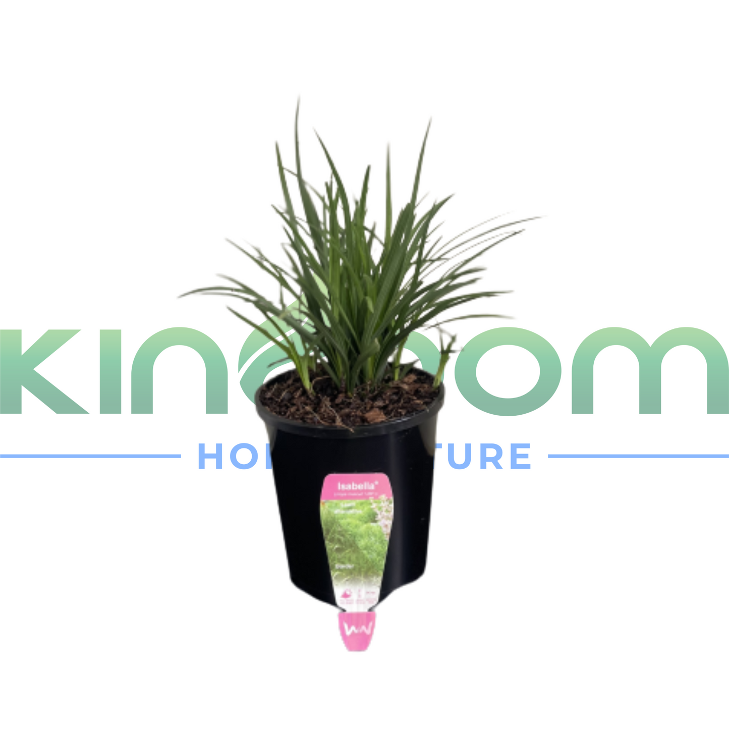 Liriope muscari 'Isabella'® | 140mm Kingdom Horticulture