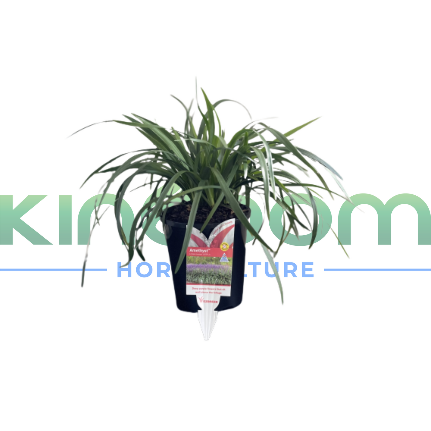 Liriope muscari ' Amethyst'® | 140mm Kingdom Horticulture