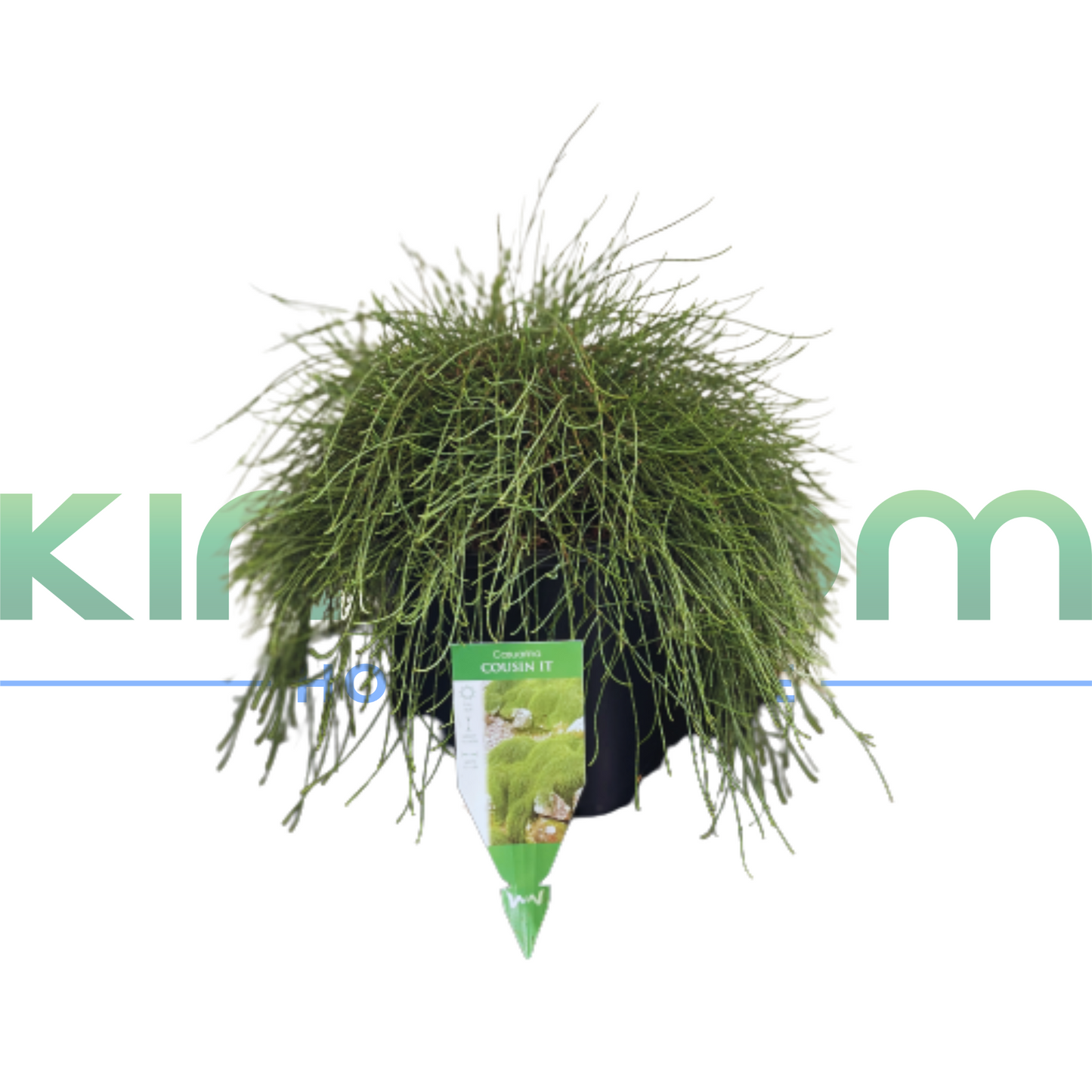 Casuarina glauca "Cousin It" | Multiple Sizes Kingdom Horticulture