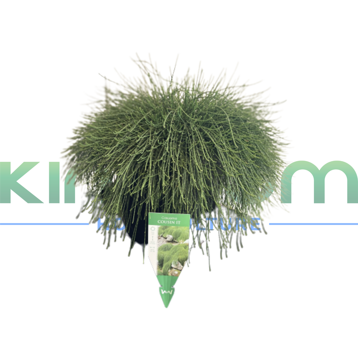 Casuarina glauca "Cousin It" | Multiple Sizes Kingdom Horticulture