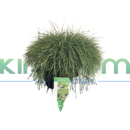 Casuarina glauca "Cousin It" | Multiple Sizes