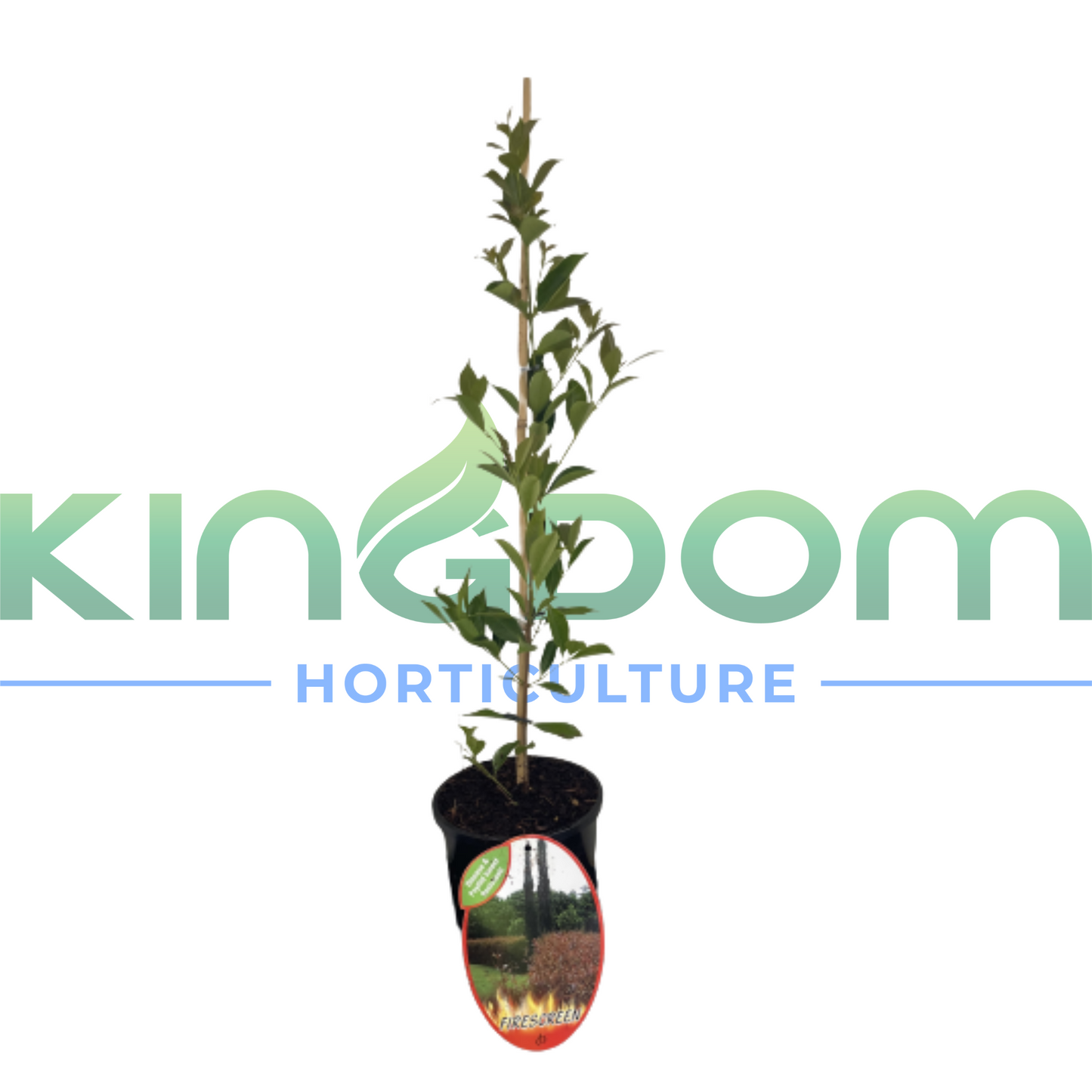 Acmena smithii 'Firescreen' | Multiple Sizes Kingdom Horticulture