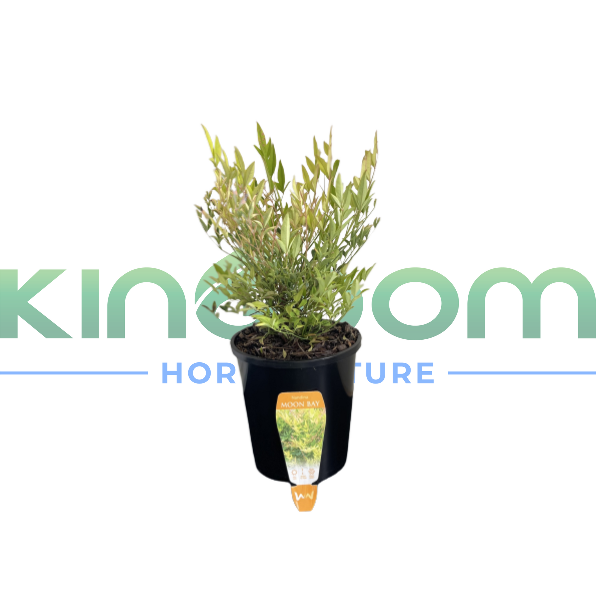 Kingdom Horticulture