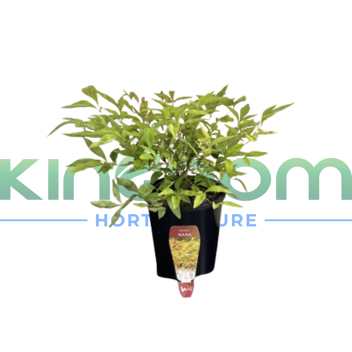 Nandina domestica 'Nana' 140mm Kingdom Horticulture