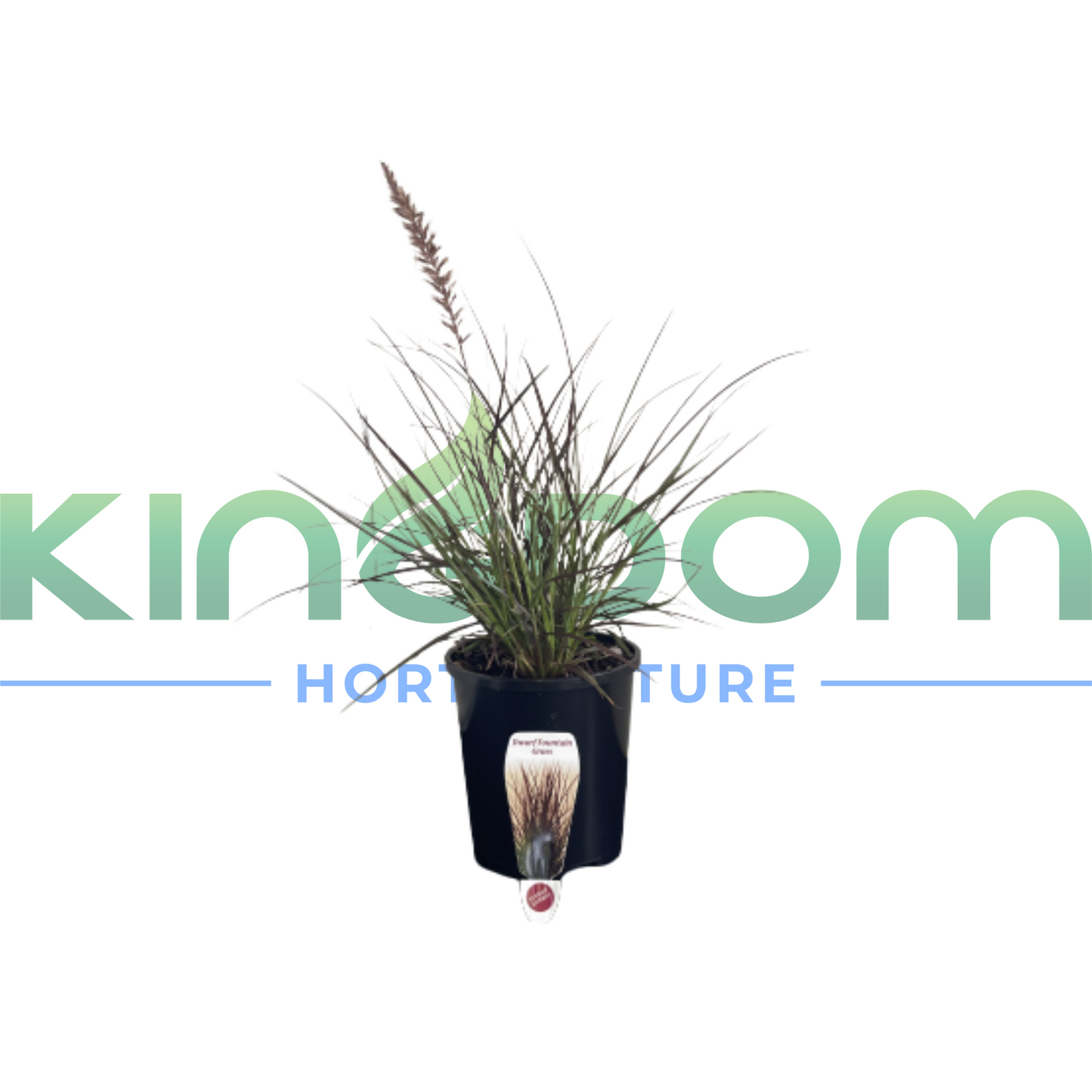 Pennisetum advena 'Rubrum Dwarf' | 140mm Kingdom Horticulture