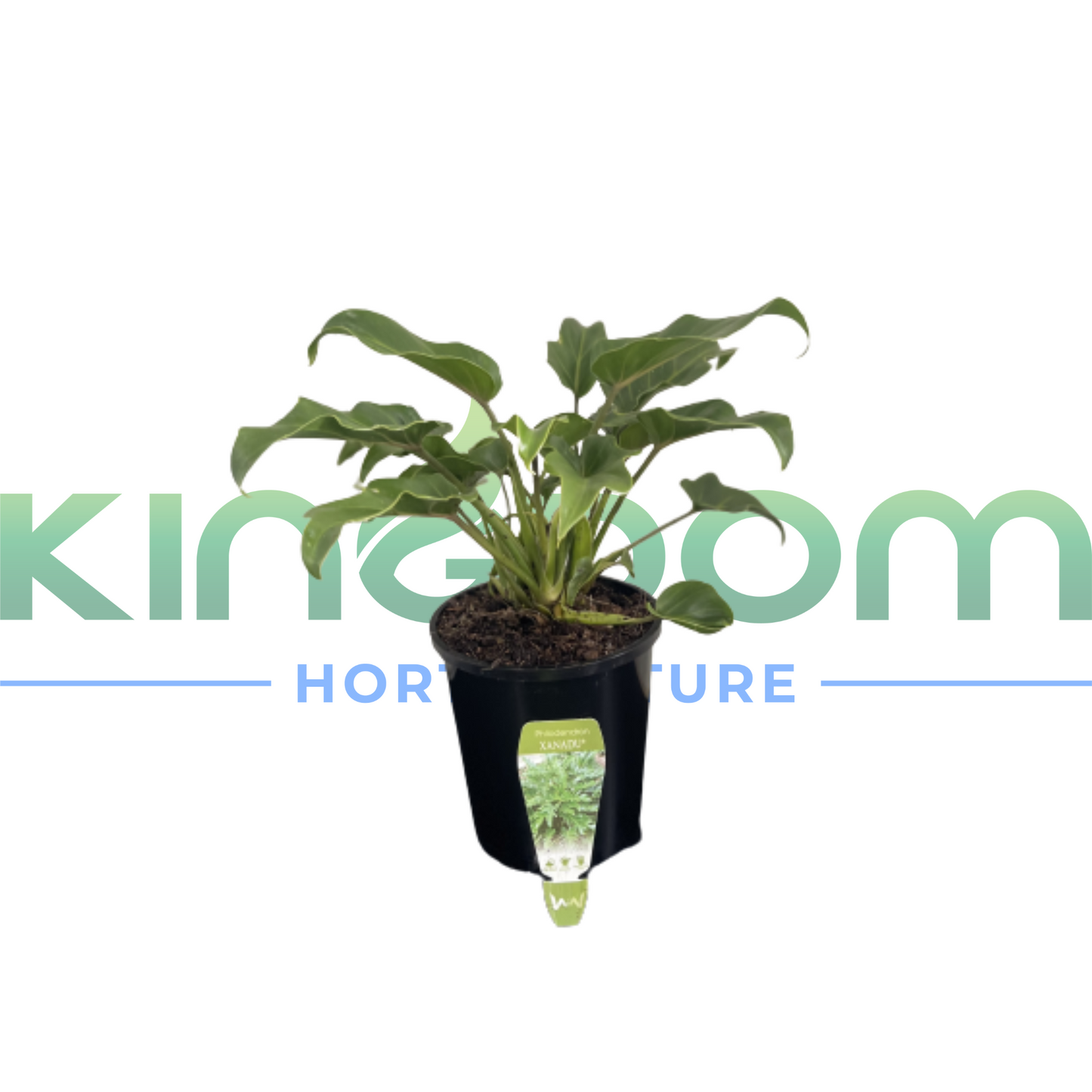 Philodendron selloum 'Xanadu' 200mm Kingdom Horticulture