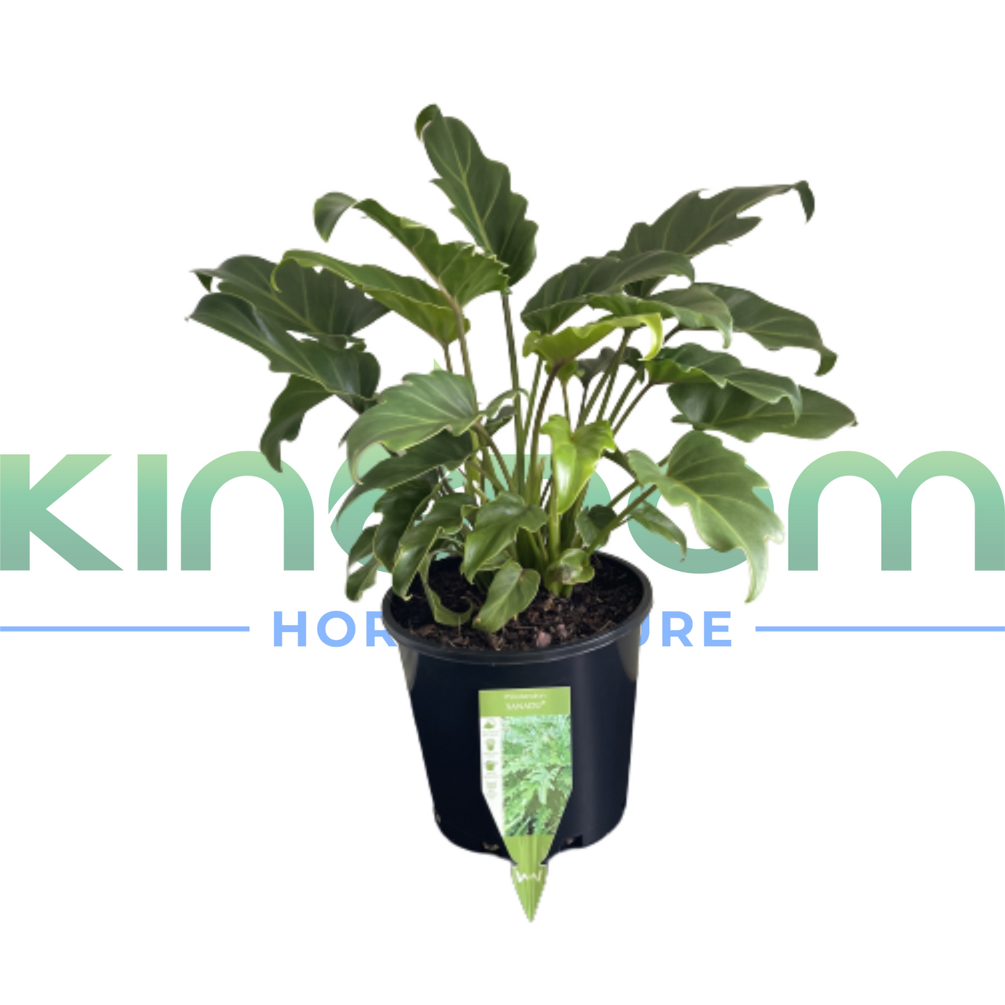 Philodendron selloum 'Xanadu' 200mm Kingdom Horticulture